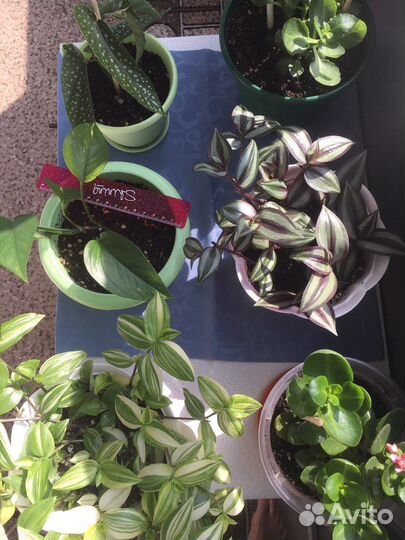 Цветы разные