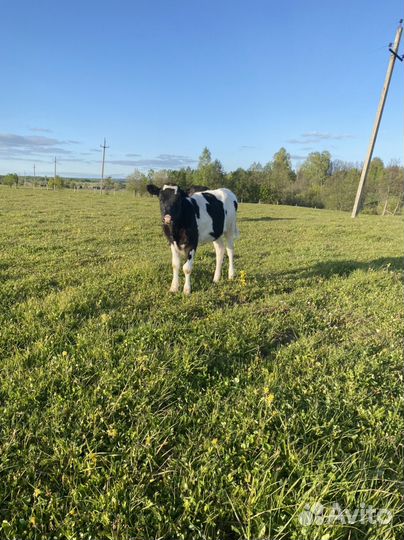 Телята, телка