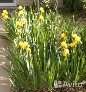 Сныть Гортензия Ирис Гейхера Купена Молодило