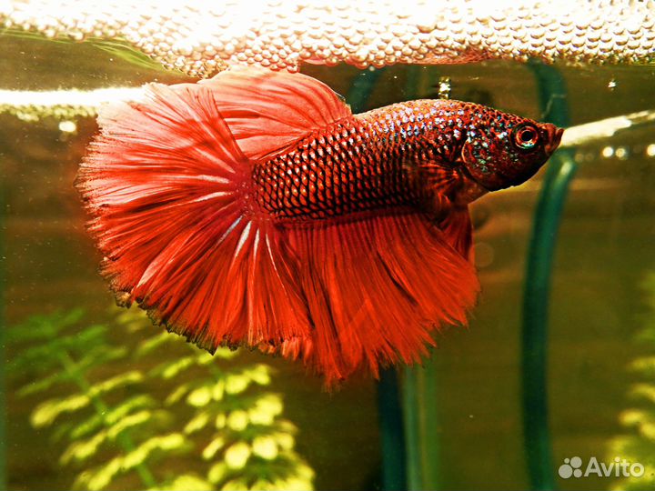 Рыбка Петушок