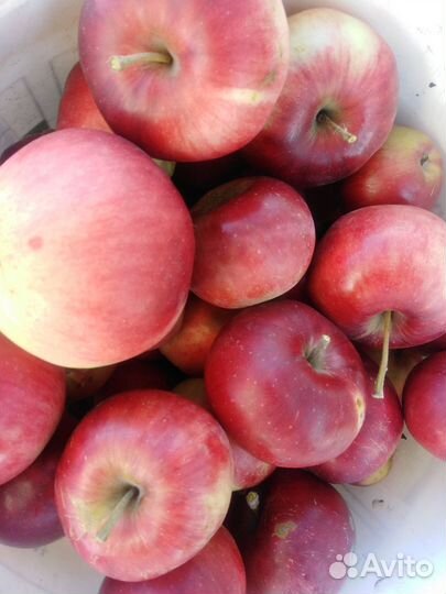 Яблоки домашние Спартан