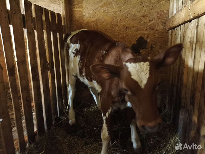 Телочка айширская