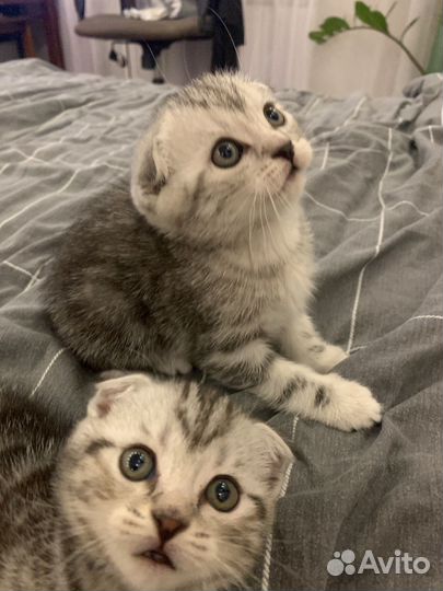 Шотландские котята