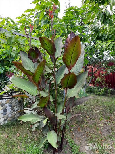 Канны 10 видов