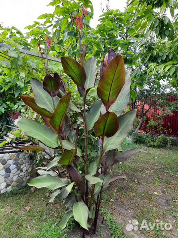 Канны 10 видов