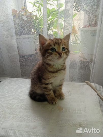 Европейская