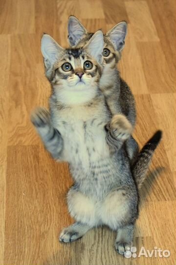 Котёнок Чаузи F3 девочка Аиша