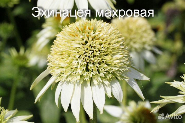 Саженцы садовых растений