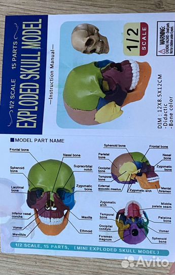 Череп анатомический