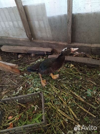 Мускусные утки