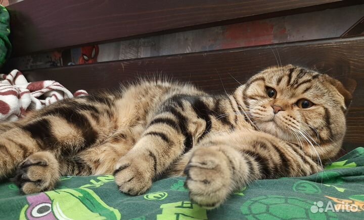 Шотландский кот вязка
