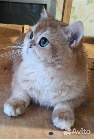 Британская золотая, голубая шиншилла вязка