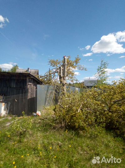 Спил деревьев