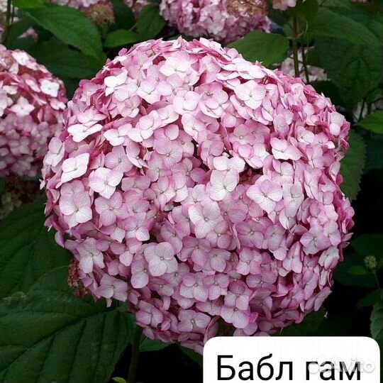 Гортензия древовидная