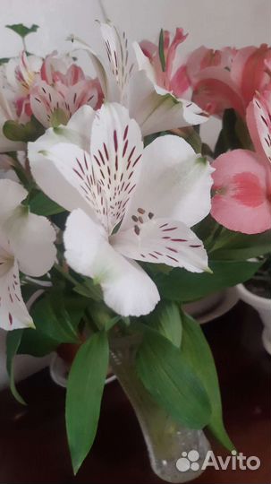 Альстромерия цвиты