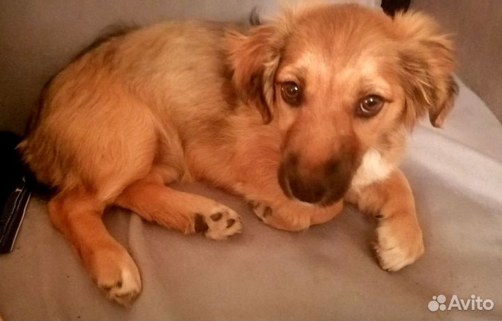 Щенки метис Джек рассела и дворняги