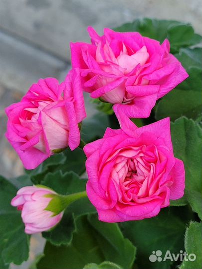 Пеларгония герань