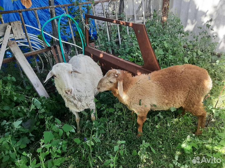 Матка с ягненком