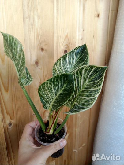 Филодендрон Биркин