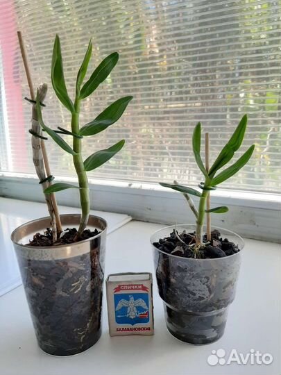 Дендробиум