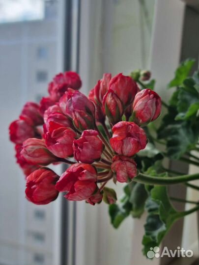 Пеларгония герань Victoria Andrea тюльпановидная