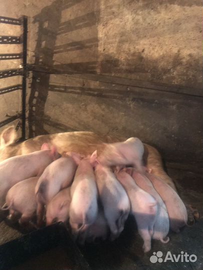 Поросенок ландрас 1 месяц