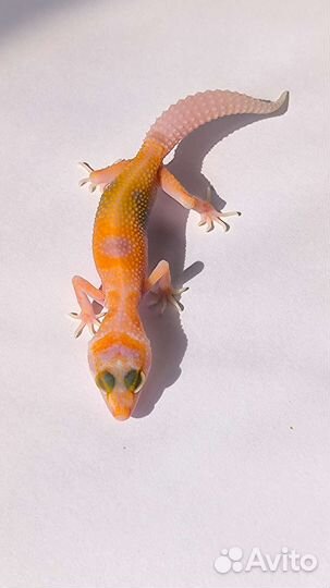 Ручные драконы - Эублефары