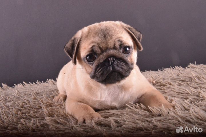 Щенки мопса