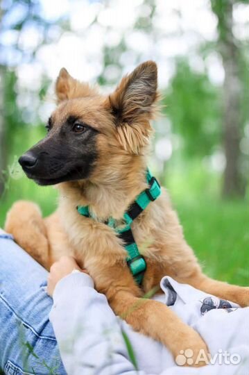 Щенок из приюта ищет семью