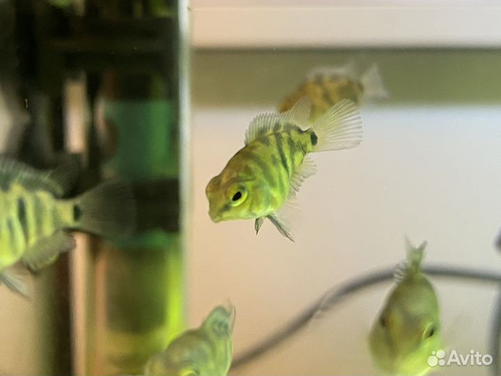 Сапфировый попугай, анциструс золотой