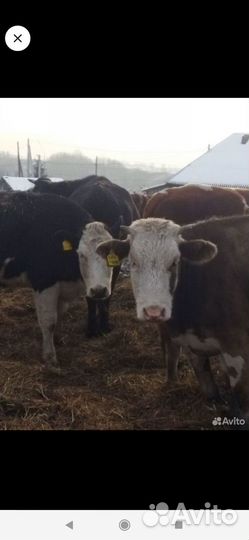 Быки на мясо