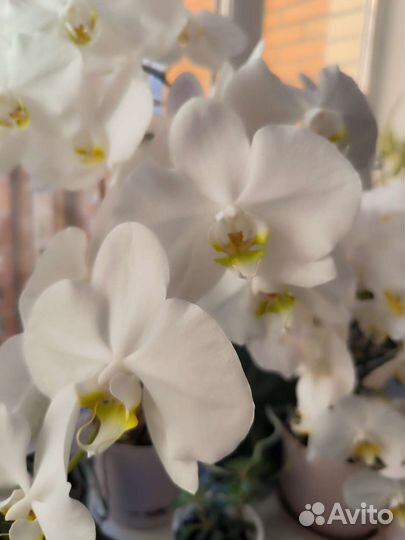 Орхидея белая