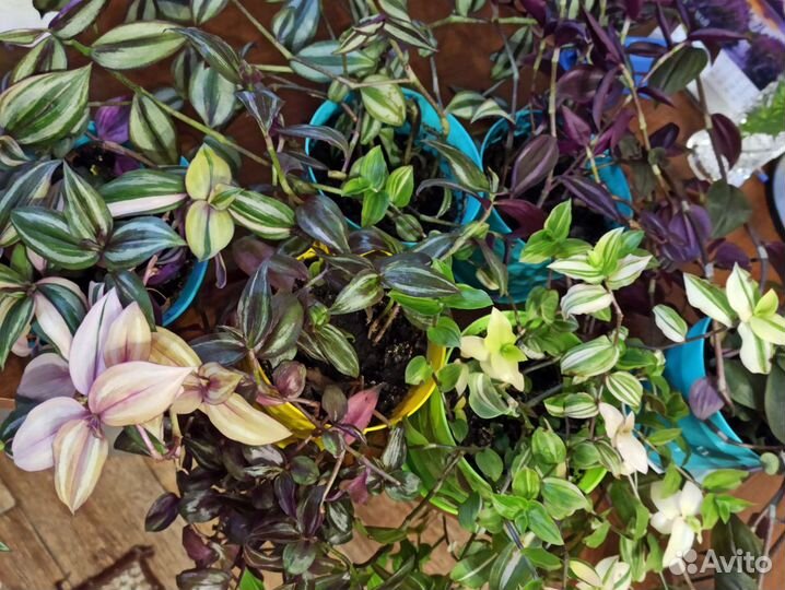 Традесканции разных сортов
