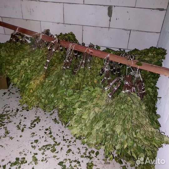 Березовые веники 2024