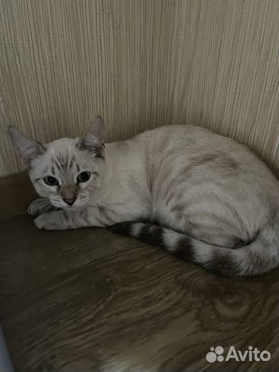Бенгальский кот