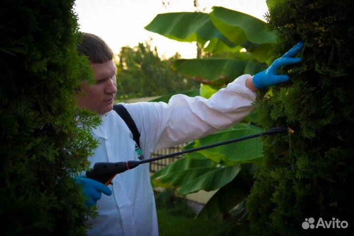 Дезинсекция, клопов, тараканов, блох, дезинфекция