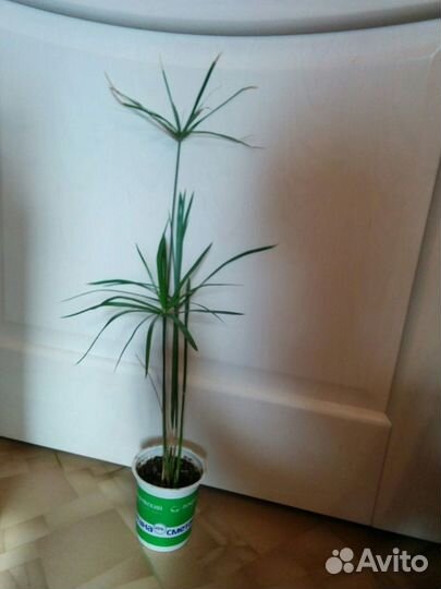 Циперус Пальма