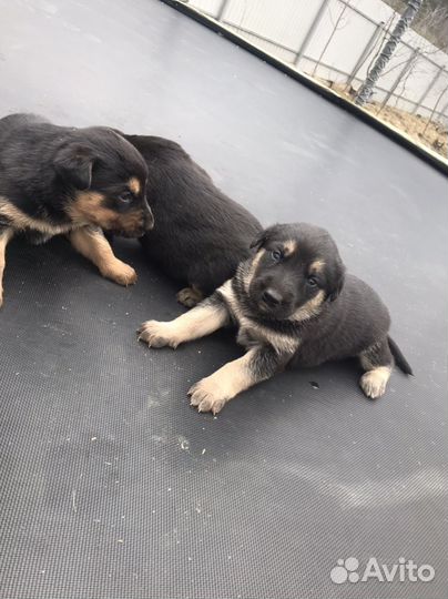 Доберман щенки метисы бесплатно