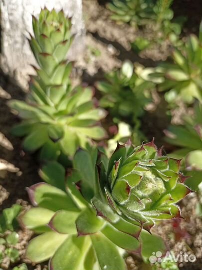 Молодило многолетнее растение