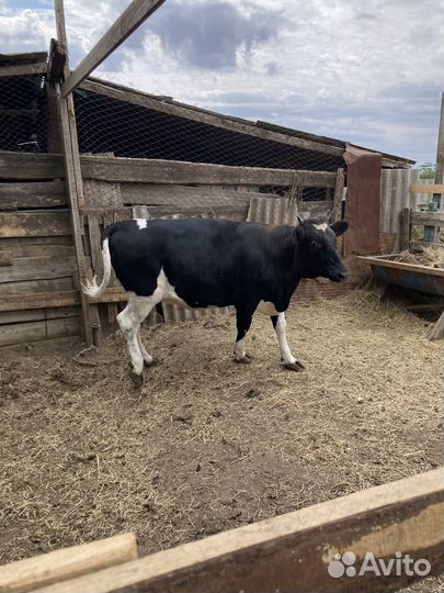 Телка на мясо