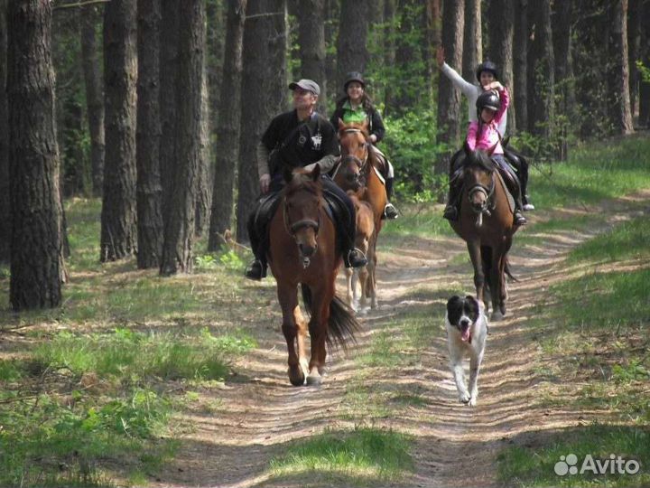 Конные прогулки,Верховая езда, катание на лошадях