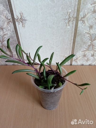 Суккуленты ампельные