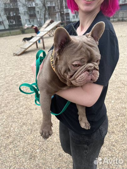 Услуги кинолога