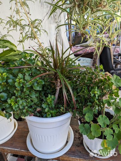 Комнатные цветы