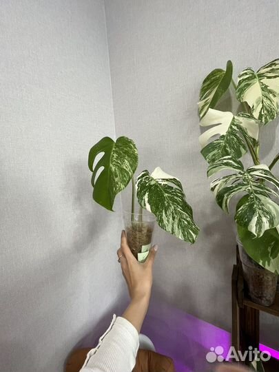 Монстера альба верхушка