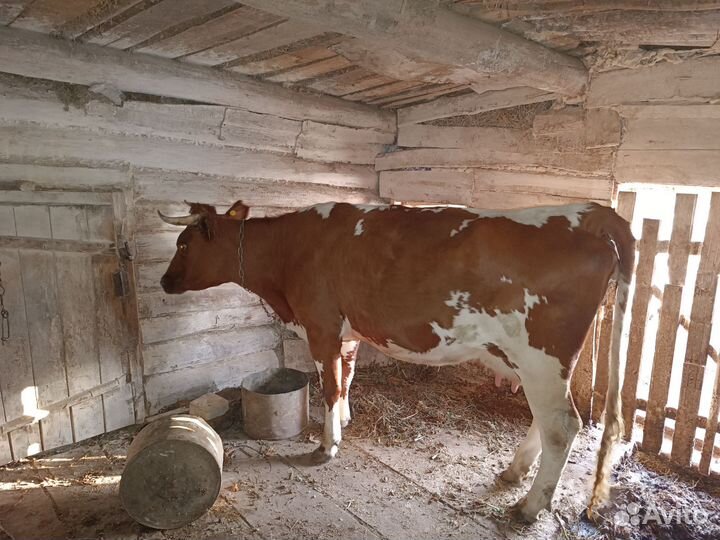 Корова стельная дойная