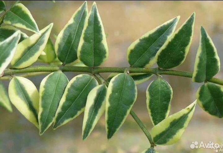 Хойи Белла альба, Обовата сплеш