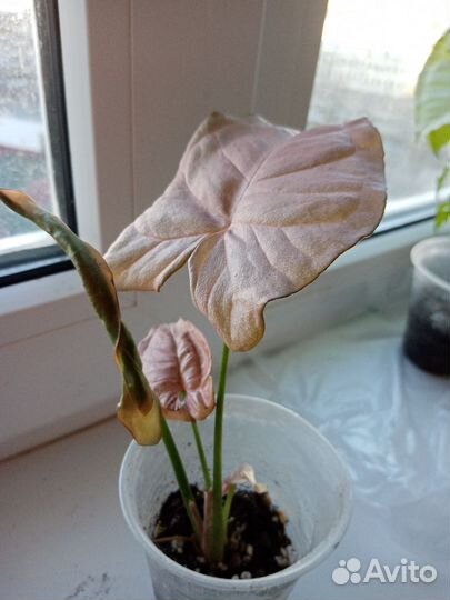 Сингониумы сортовые, отправка почтой