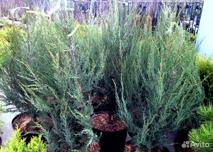 Можжевельник Blue Arrow