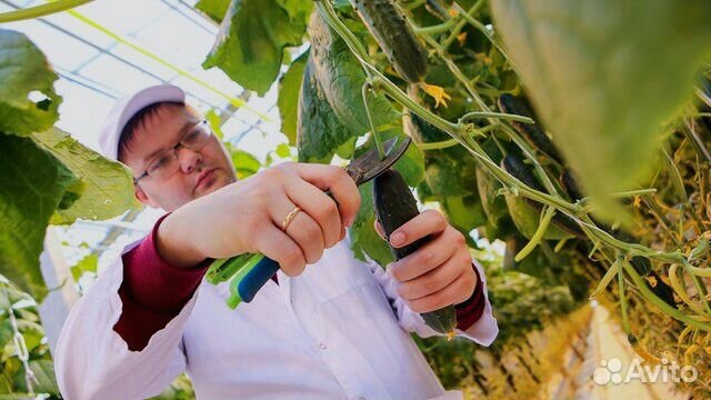 Упаковщик овощей вахта с проживанием